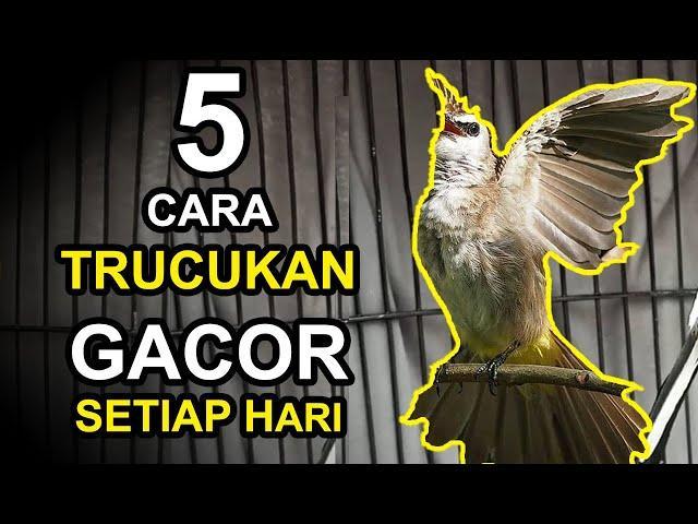 Daftar Gacor Bagus: Tips Ampuh Agar Burung Peliharaan Anda Menjadi Juara